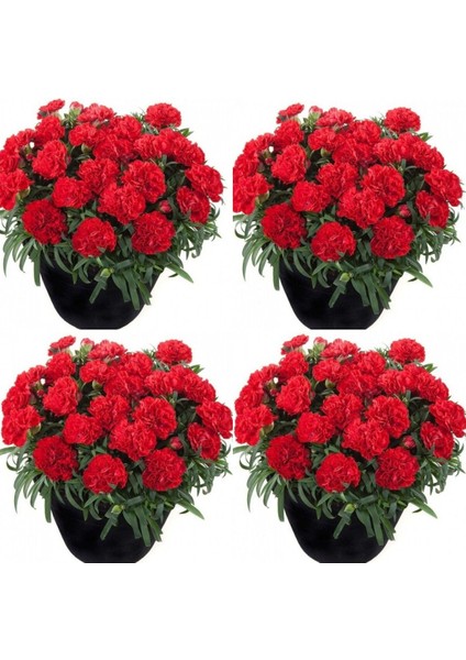 Videolu Canlı Kırmızı Kokulu 4 Adet Karanfil Çiçeği Fidanı 15-30 cm Saksılı (Carnation)