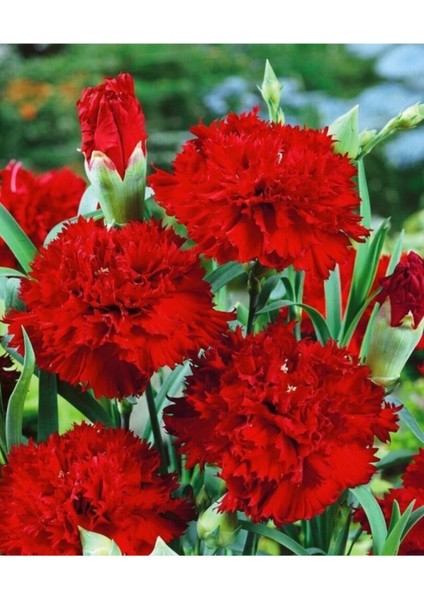 Videolu Canlı Kırmızı Kokulu 4 Adet Karanfil Çiçeği Fidanı 15-30 cm Saksılı (Carnation) fiyatları