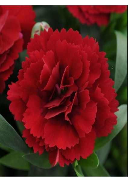 Videolu Canlı Kırmızı Kokulu 4 Adet Karanfil Çiçeği Fidanı 15-30 cm Saksılı (Carnation) modelleri