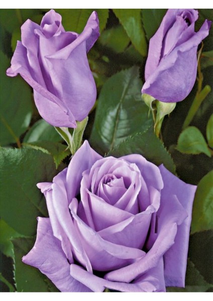 Videolu Lila Renkli 1 Adet Bulgar Gülü Çiçeği Fidanı 30-60 cm Saksılı (Bulgarian Rose)