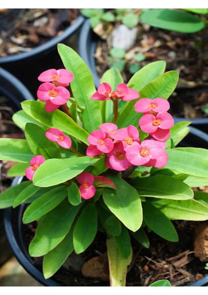 Videolu Pembe Milli Dikenler Tacı Dolgun Çiçekli 1 Adet Saksılı 20-40 cm Salon Kaktüsü (Euphorbia)