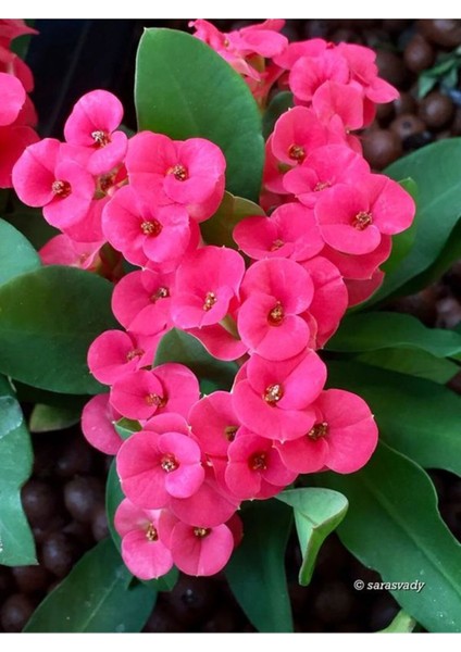 Videolu Pembe Milli Dikenler Tacı Dolgun Çiçekli 1 Adet Saksılı 20-40 cm Salon Kaktüsü (Euphorbia)