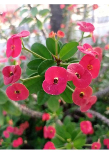 Videolu Pembe Milli Dikenler Tacı Dolgun Çiçekli 1 Adet Saksılı 20-40 cm Salon Kaktüsü (Euphorbia)