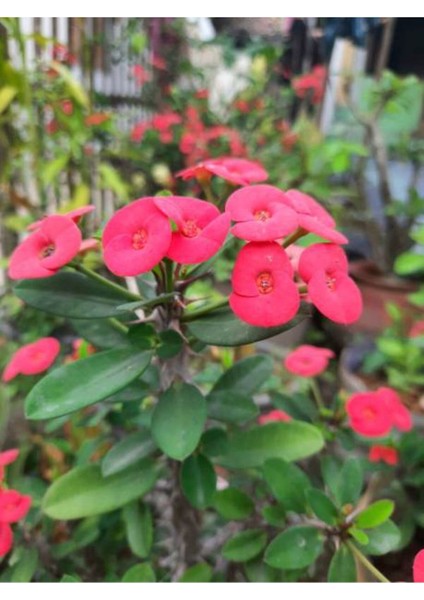 Videolu Pembe Milli Dikenler Tacı Dolgun Çiçekli 1 Adet Saksılı 20-40 cm Salon Kaktüsü (Euphorbia)