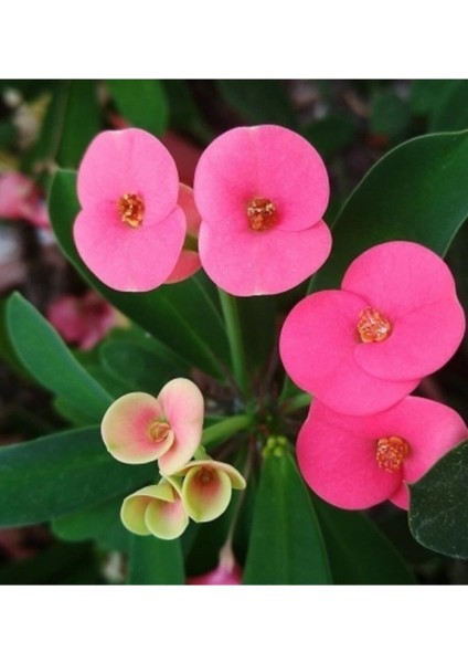 Videolu Pembe Milli Dikenler Tacı Dolgun Çiçekli 1 Adet Saksılı 20-40 cm Salon Kaktüsü (Euphorbia)