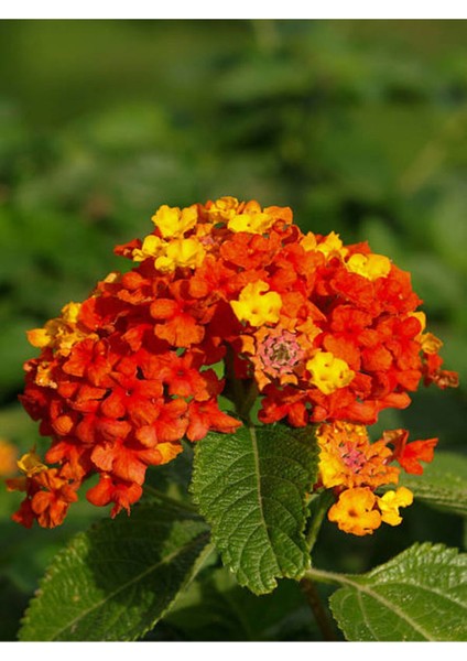 Videolu Sarı Turuncu Bodur Ağaç Minesi 1 Adet Saksılı 35-50 cm Bahçe Bitkisi (Lantana Camara)