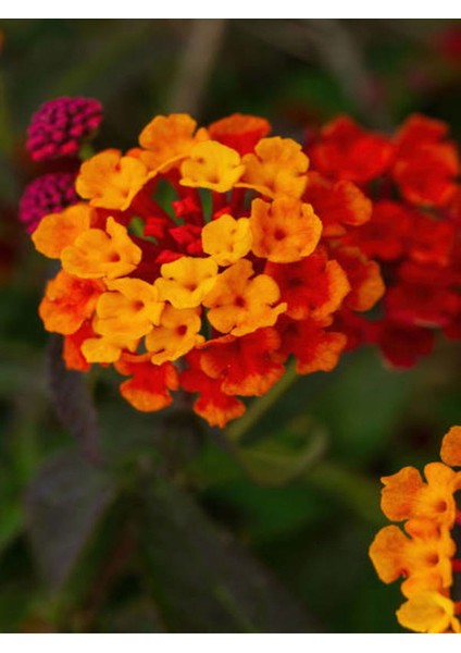 Videolu Sarı Turuncu Bodur Ağaç Minesi 1 Adet Saksılı 35-50 cm Bahçe Bitkisi (Lantana Camara) modelleri