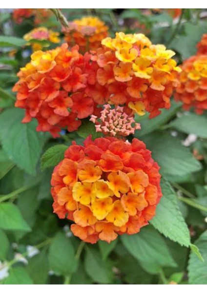 Videolu Sarı Turuncu Bodur Ağaç Minesi 1 Adet Saksılı 35-50 cm Bahçe Bitkisi (Lantana Camara) indirimleri