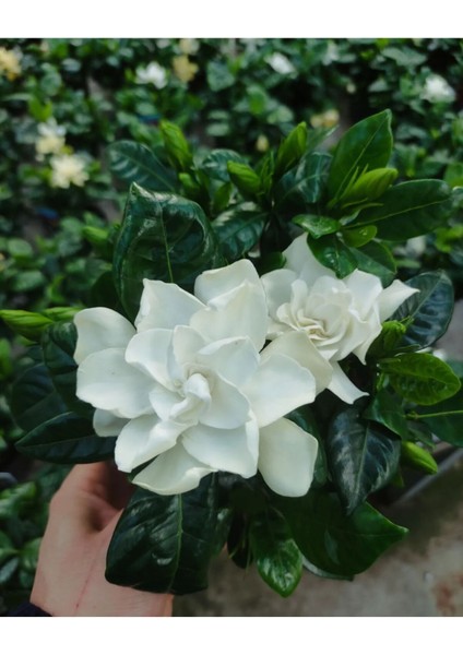 Gardenya Yoğun Kokulu (Gardenia Jasminoides) Mis Kokulu fiyatları