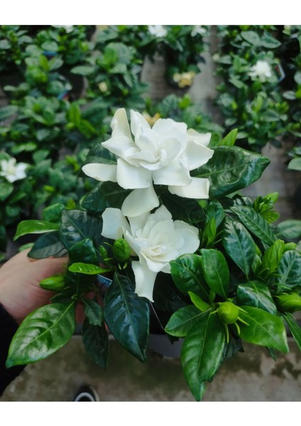 Gardenya Yoğun Kokulu (Gardenia Jasminoides) Mis Kokulu modelleri