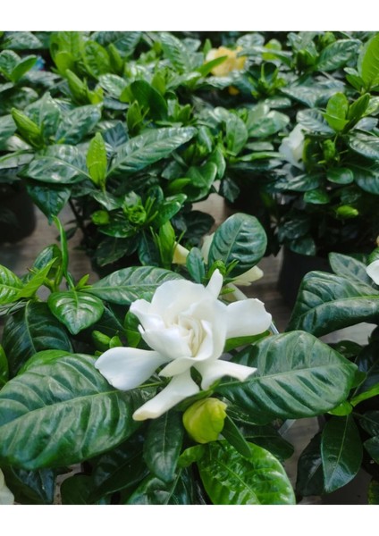 Gardenya Yoğun Kokulu (Gardenia Jasminoides) Mis Kokulu fırsatları