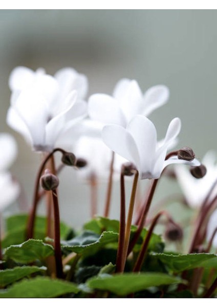 Videolu Beyaz Sıklamen Çiçeği Fidanı 30-45 cm Saksılı Çiçekli Bodur Bitkiler White Cyclamen fiyatları