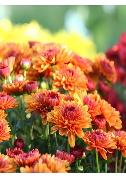 Videolu Kırmızı Kasımpatı Krizantem Hüzün Çiçeği 1 Adet Saksılı 15-25 cm Bahçe Bitksi(Chrysanthemum)