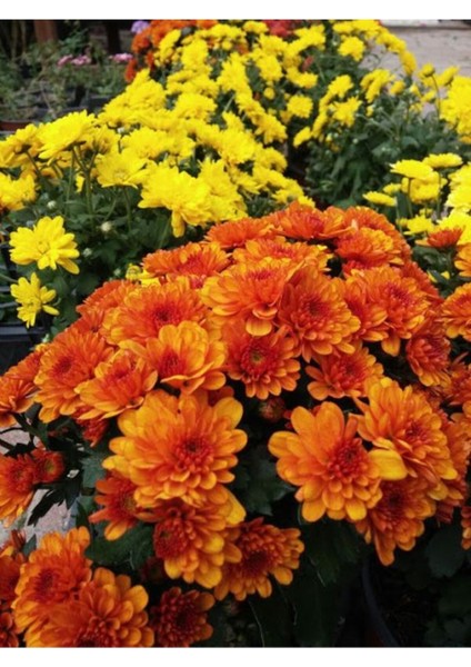 Videolu Kırmızı Kasımpatı Krizantem Hüzün Çiçeği 1 Adet Saksılı 15-25 cm Bahçe Bitksi(Chrysanthemum) fiyatları
