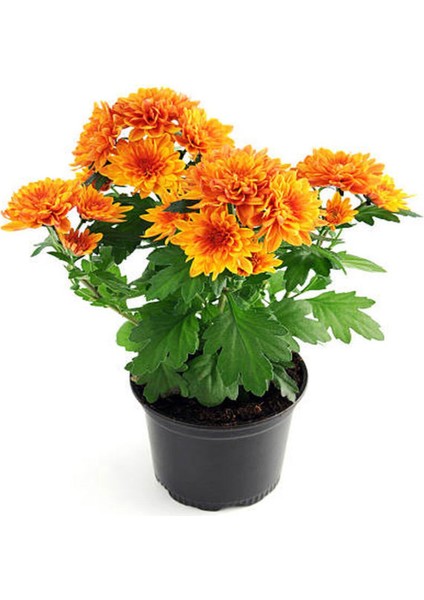 Videolu Kırmızı Kasımpatı Krizantem Hüzün Çiçeği 1 Adet Saksılı 15-25 cm Bahçe Bitksi(Chrysanthemum) fırsatları