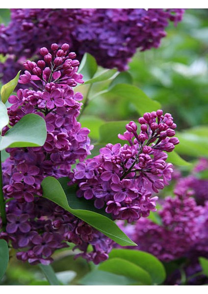 Videolu Kokulu Leylak Fidanı Çiçeği 40-60 cm Saksılı Çiçekli Bodur Bitkiler Lilac