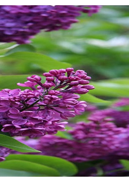 Videolu Kokulu Leylak Fidanı Çiçeği 40-60 cm Saksılı Çiçekli Bodur Bitkiler Lilac fırsatları