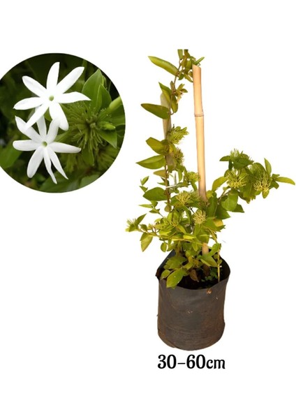 Videolu Hoş Kokulu Full Yasemin Çiçeği Fidanı 40-60 cm Saksılı Çiçekli Bodur Bitkiler Full Jasminie fırsatları