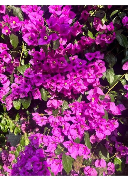 Videolu Mor Bodur Begonvil 25-35 cm Saksılı Çiçekli Bodur Bitkiler Purple Bougainvillea modelleri