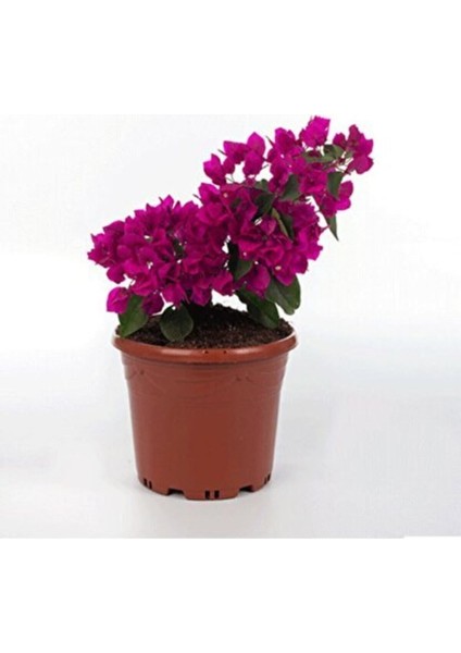 Videolu Mor Bodur Begonvil 25-35 cm Saksılı Çiçekli Bodur Bitkiler Purple Bougainvillea fırsatları
