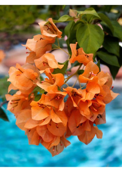 Videolu Turuncu Sarılıcı Begonvil Çiçeği 1 Adet Saksılı/Tüplü 80-100 cm Bahçe Bitkisi(Bougainvillea)