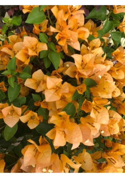 Videolu Turuncu Sarılıcı Begonvil Çiçeği 1 Adet Saksılı/Tüplü 80-100 cm Bahçe Bitkisi(Bougainvillea)