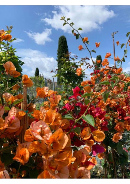 Videolu Turuncu Sarılıcı Begonvil Çiçeği 1 Adet Saksılı/Tüplü 80-100 cm Bahçe Bitkisi(Bougainvillea)