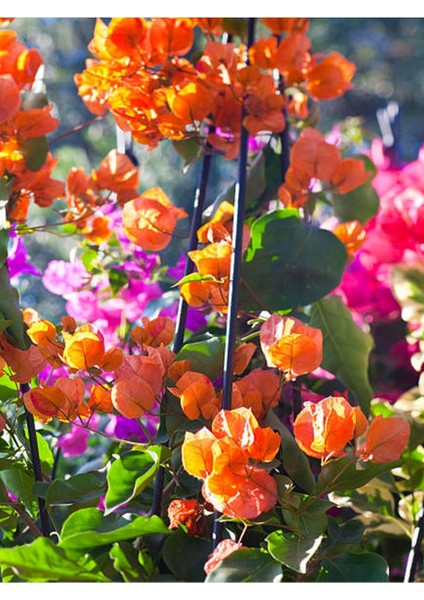 Videolu Turuncu Sarılıcı Begonvil Çiçeği 1 Adet Saksılı/Tüplü 80-100 cm Bahçe Bitkisi(Bougainvillea)