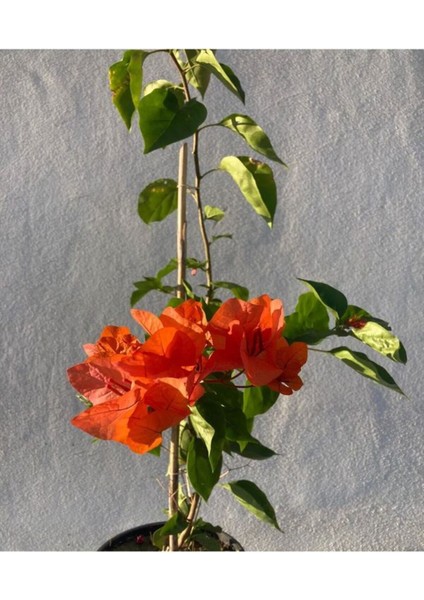 Videolu Turuncu Sarılıcı Begonvil Çiçeği 1 Adet Saksılı/Tüplü 80-100 cm Bahçe Bitkisi(Bougainvillea)