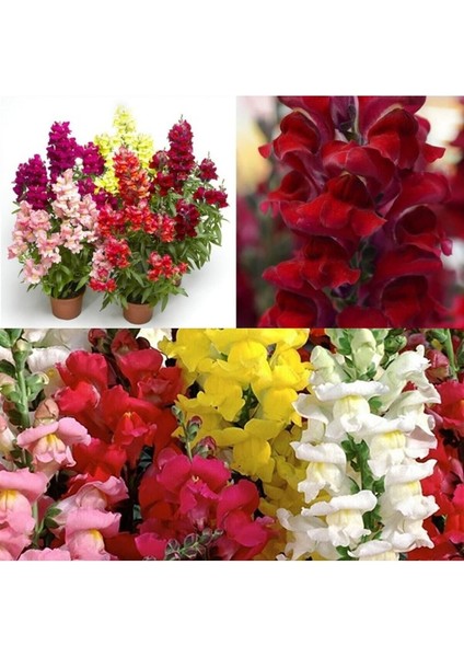 Videolu 1 Adet Kırmızı Renk Aslan Ağzı Çiçeği Fidesi 5-15 cm Tüplü Çiçekli Bodur Bitkiler Snapdragon