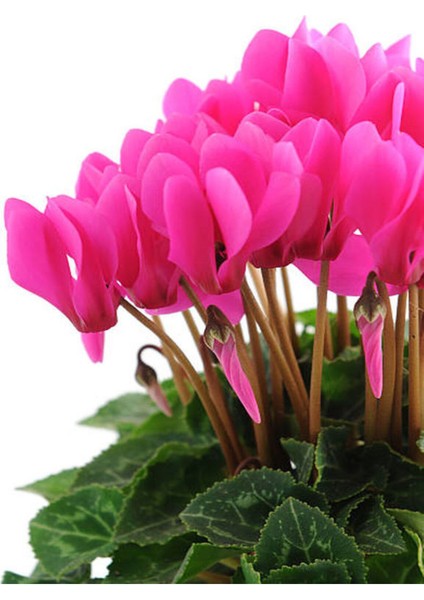 Videolu Pembe Renk Sıklamen Çiçeği 1 Adet Saksılı 20-30 cm Salon Bitkisi (Cyclamen)