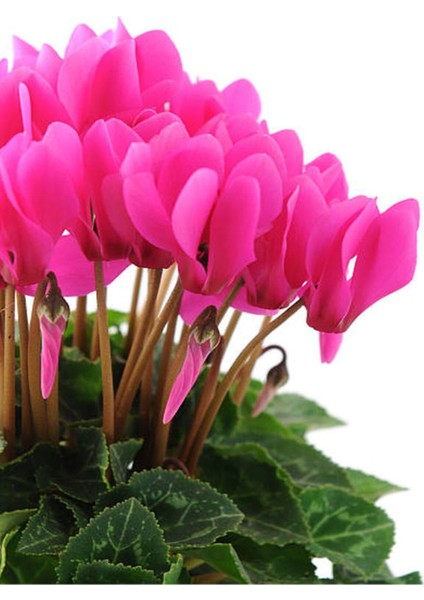 Videolu Pembe Renk Sıklamen Çiçeği 1 Adet Saksılı 20-30 cm Salon Bitkisi (Cyclamen) fiyatları