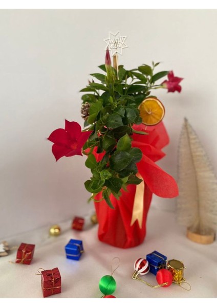 Hediyelik Kırmızı Mandevilla Sarmaşığı Süslemeli Yılbaşına Özel(Kozalak+Portakal) fiyatları