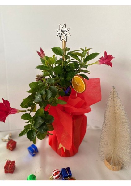 Hediyelik Kırmızı Mandevilla Sarmaşığı Süslemeli Yılbaşına Özel(Kozalak+Portakal) modelleri