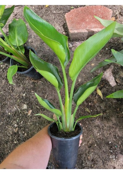 Bodur Starliçe Çiçeği Turuncu Cennet Kuşu 20-45 cm (Strelitzia Reginae) modelleri