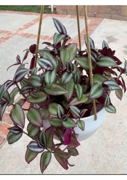 Tradescantia Zebrina Alacalı Telgraf Çiçeği 1 Adet Makrome Saksılı 30-50 cm