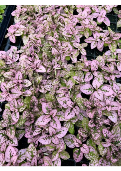 Pembe Yaprağı Güzel Hostes Çiçeği (Pink Hypoestes).