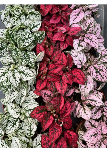 Pembe Yaprağı Güzel Hostes Çiçeği (Pink Hypoestes).