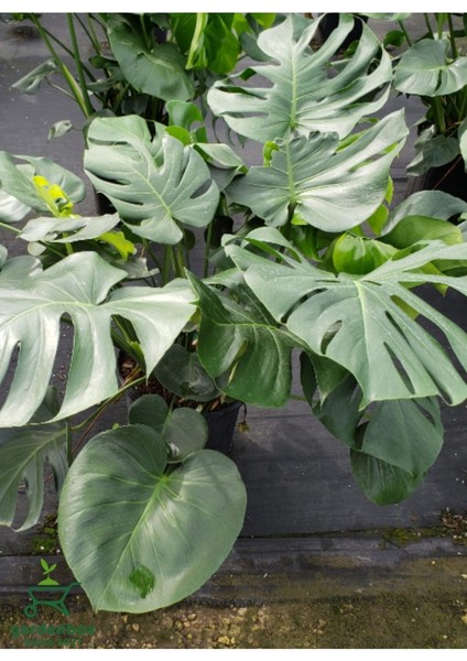 Canlı Yapraklı Deve Tabanı Çiçeği Monstera Deliciosa 30-60 cm