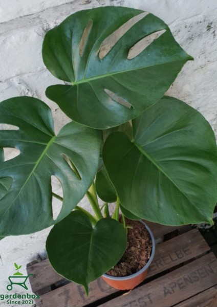 Canlı Yapraklı Deve Tabanı Çiçeği Monstera Deliciosa 30-60 cm