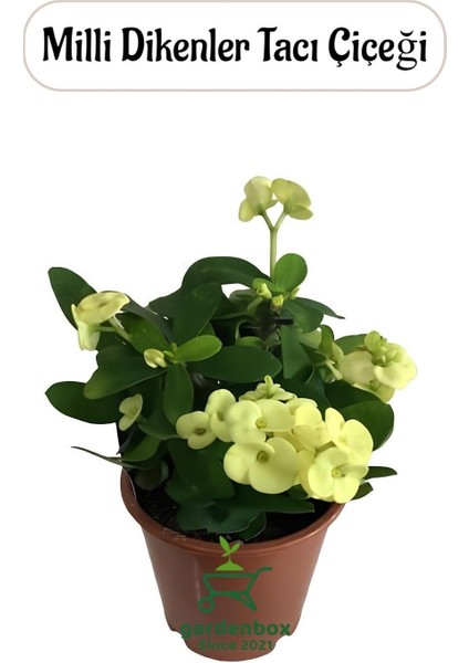 Sarı Çiçekli Kaktüs Euphorbia Milli Diken 1 Adet Saksılı 20-25 cm