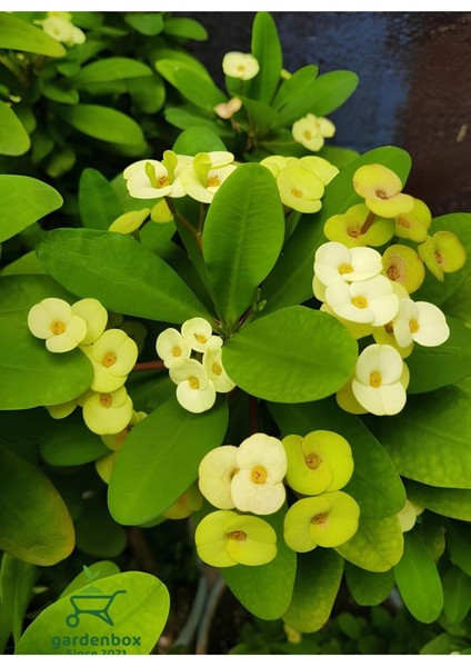 Sarı Çiçekli Kaktüs Euphorbia Milli Diken 1 Adet Saksılı 20-25 cm fiyatları