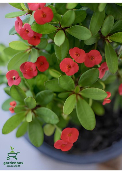 Kırmızı Renk Milii Dikenler Tacı Çiçeği 1 Adet Saksılı (Red Euphorbia Milii)