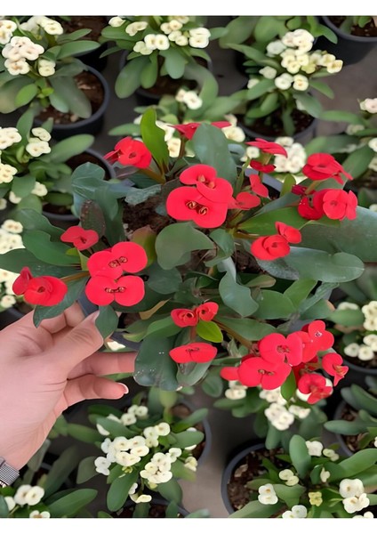 Kırmızı Renk Milii Dikenler Tacı Çiçeği 1 Adet Saksılı (Red Euphorbia Milii) fiyatları