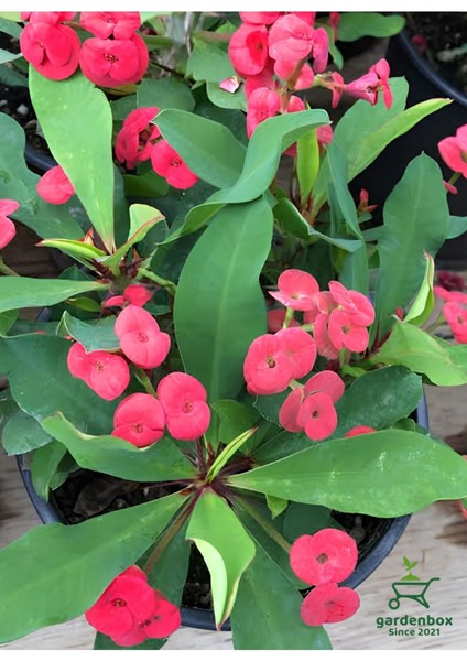 Kırmızı Renk Milii Dikenler Tacı Çiçeği 1 Adet Saksılı (Red Euphorbia Milii) modelleri