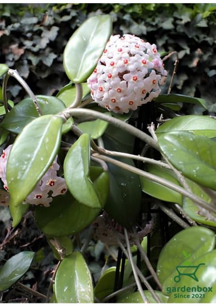 Hoya Beyaz Renk Mum Çiçeği 1 Adet 10-15 cm Sarmaşık Bitki
