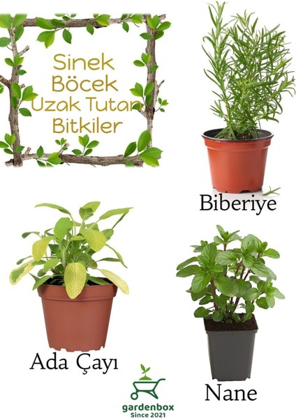 Sinek Böcek Kovucu Bitki Seti Biberiye+Adaçayı+Nane 10-20 cm Boylarında