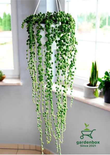 Tespih Boncuk Çiçeği 1 Adet Makrome Saksılı 20-30 cm Canlı Bitki