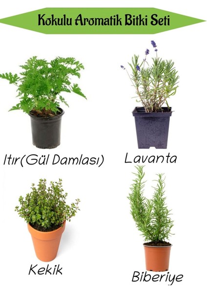 Aromatik Kokulu Mutfak Seti Itır Çiçeği+Lavanta+Kekik+Biberiye Fidesi 4 Adet