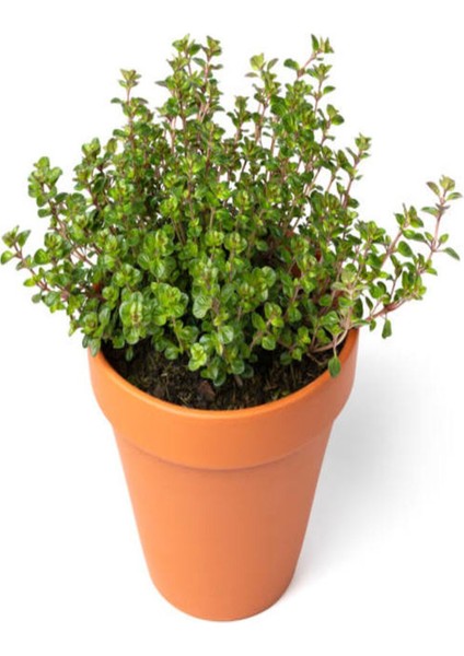 Aromatik Kokulu Mutfak Seti Itır Çiçeği+Lavanta+Kekik+Biberiye Fidesi 4 Adet
